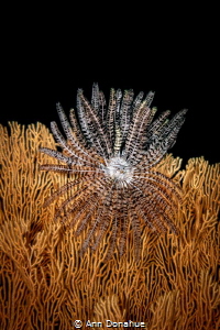 Crinoid on Fan
A wide open crinoid perfectly perched on ... by Ann Donahue 